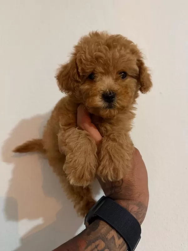 Sağlıklı Toy Poodle Bebekler