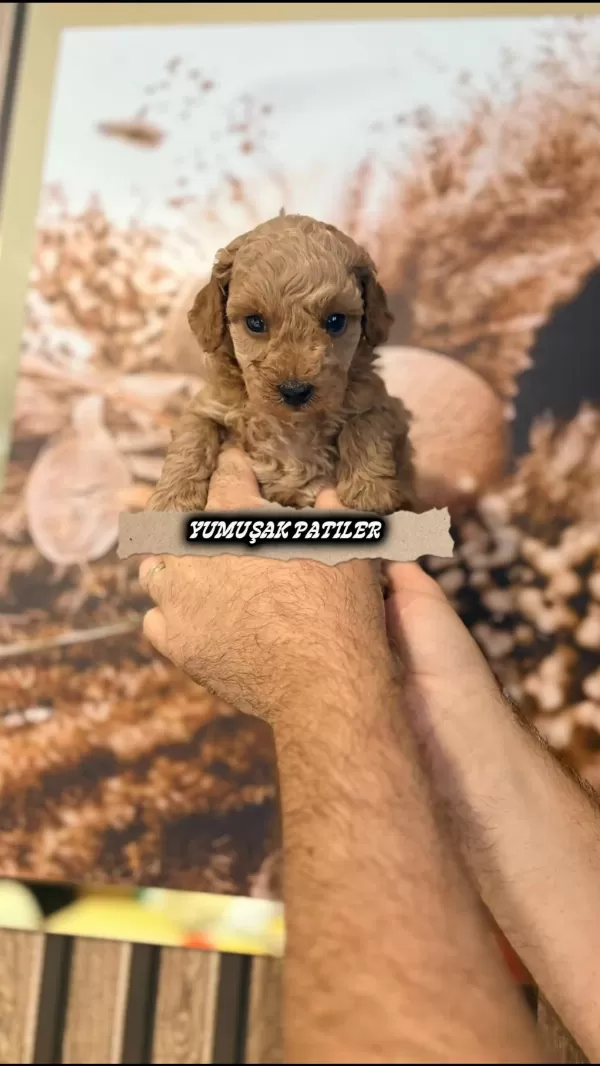 Harika Orijinal Toy Poodle