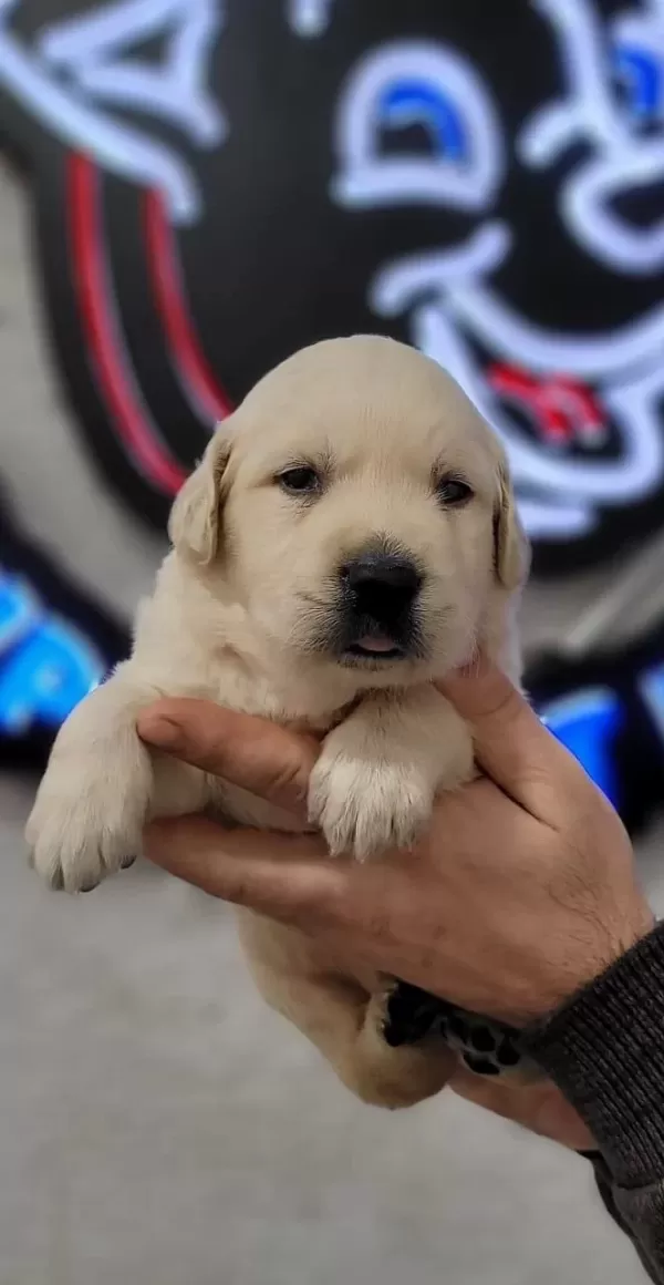 2 Aylık Golden Bebeklerimiz