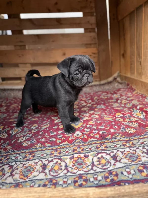 Sağlıklı Pug Yavrular