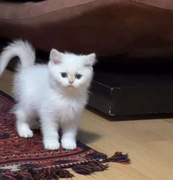 Kıymetli Yavru Kedilerim