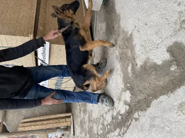 3.5 Aylık Erkek Alman Kurdu