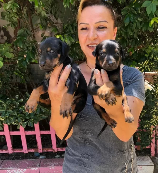 Muhteşem King Doberman Yavrularımız