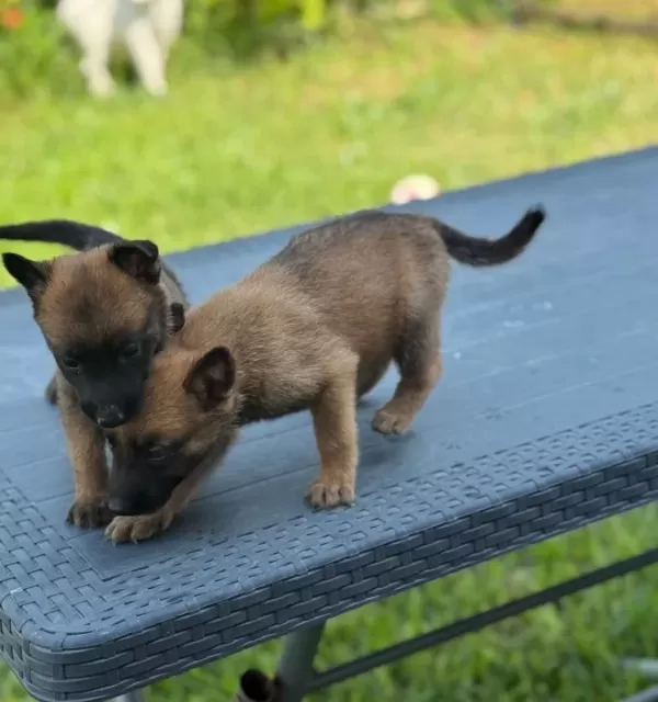 A Kali Te Belçi Ka Yavrular