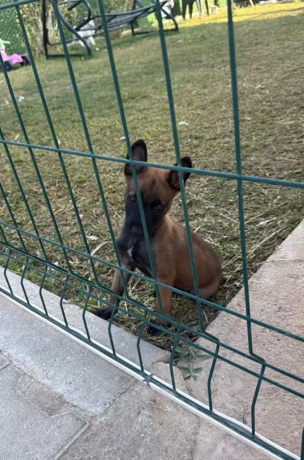 A Kali Te Belçi Ka Yavrular