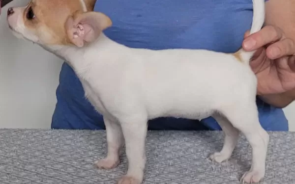 2 Secereli Chihuahua Dişi Yavrusu
