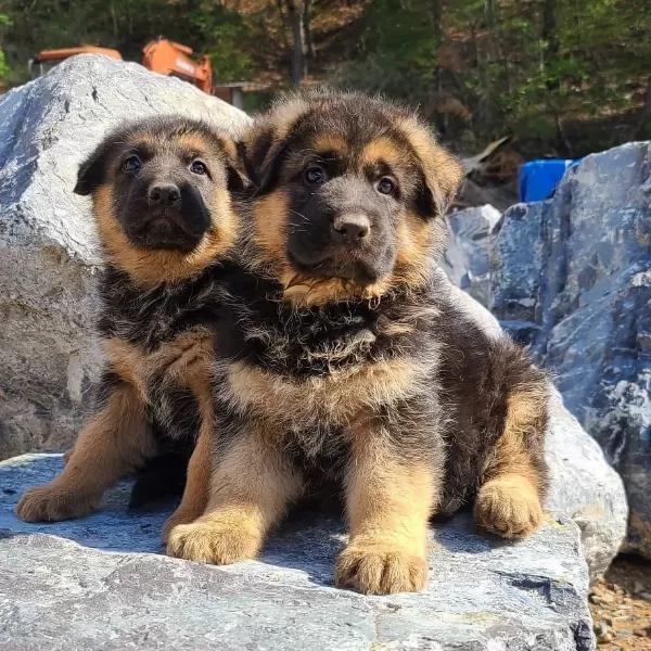 Alman Çoban Köpeği Yavrulari