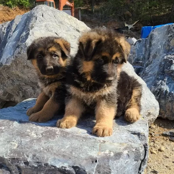 Alman Çoban Köpeği Yavrulari