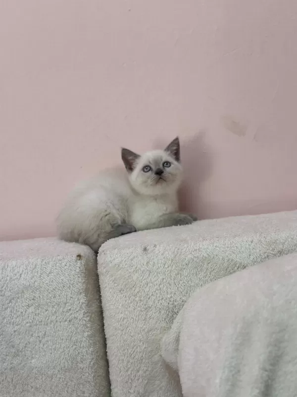 A+ Kalite British Shorthair Bebeğimiz