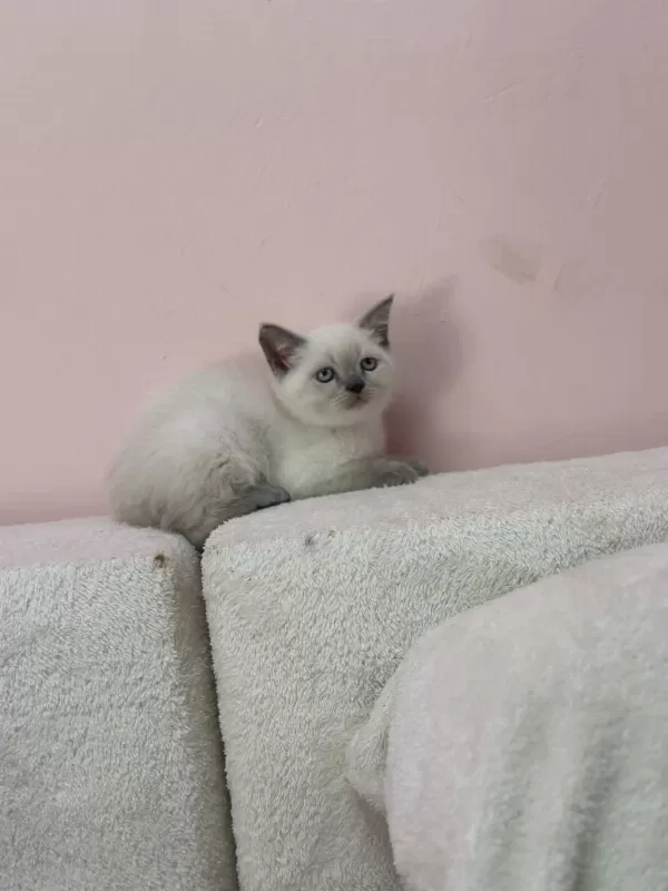 A+ Kalite British Shorthair Bebeğimiz