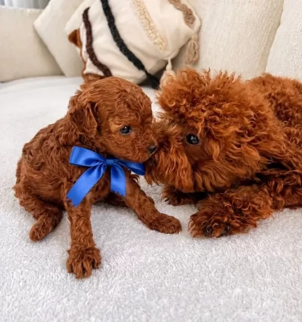 Kore Teacup Redbrown Toypoodle