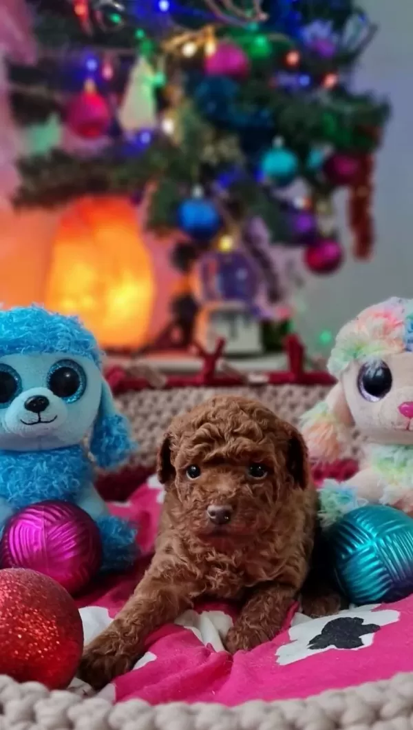 Şecereli Teacup Toy Poodle Yavrularımız
