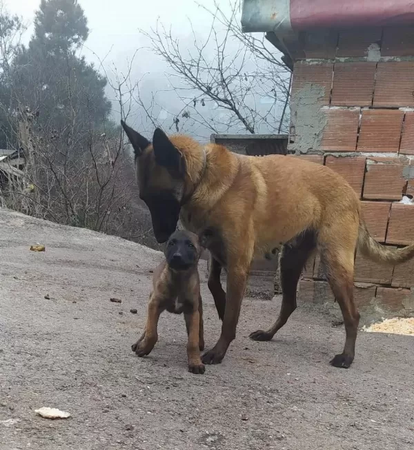 İrkının En İyisi Belçika Kurdu Yavrular