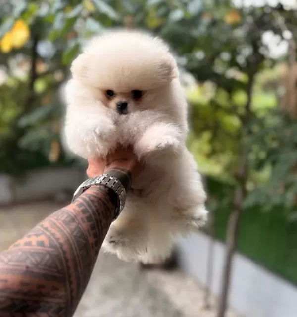 Villamızdan Pomeranian Boo Yavrularımız
