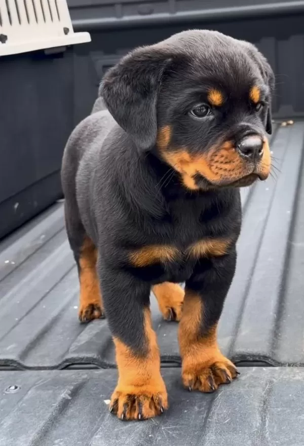 A++ Kalite Yavru Rottweiler Köpekler