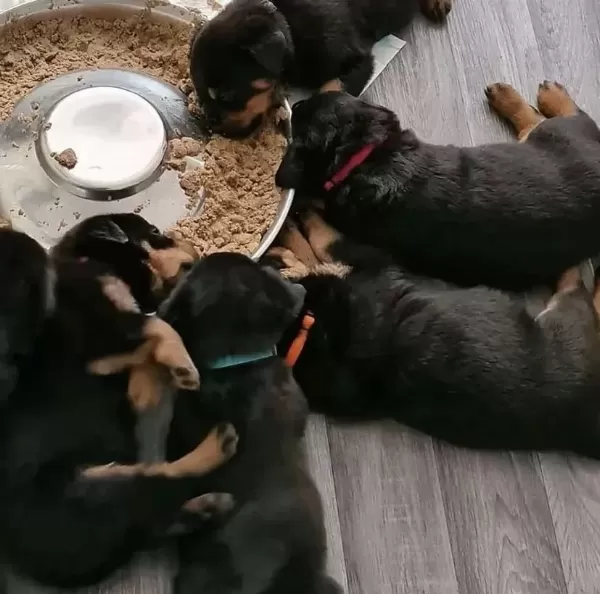 A++ Kalite Yavru Rottweiler Köpekler