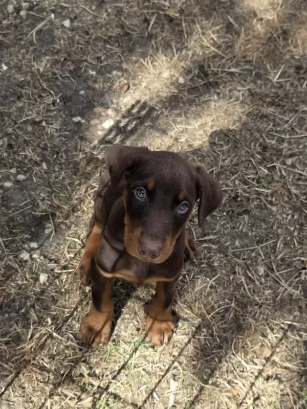 A+ Kalite Yavru Dobermanlar