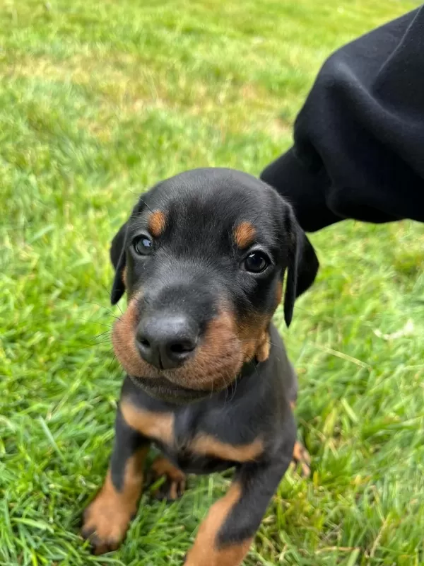 Can Dostunuz Cane Doberman Kapıda Ödeme Mevcuttur