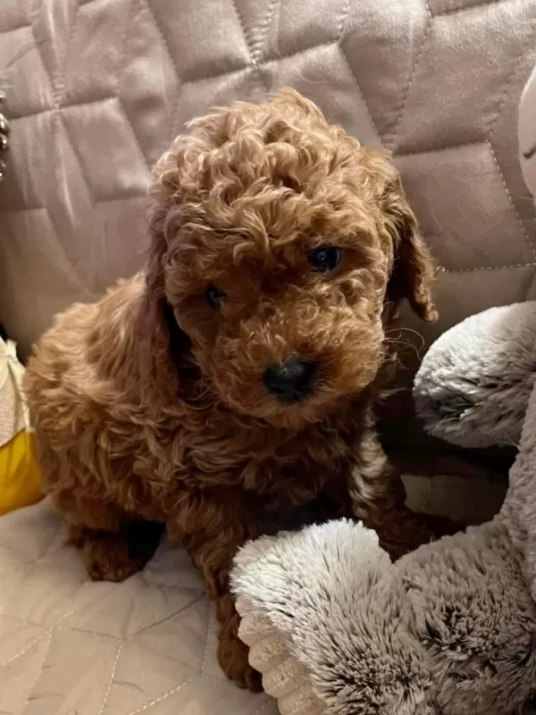 Sağlıklı Toy Poodle Yavrular