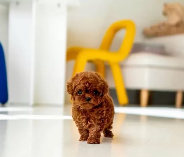Tuvalet Eğitimli Toy Poodle