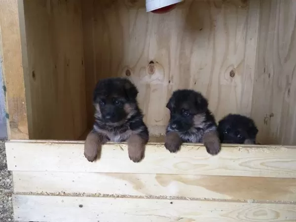 Alman Çoban Köpeği Yavrulari