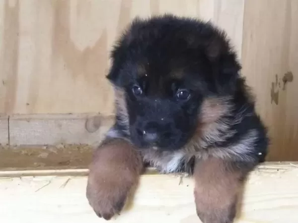 Alman Çoban Köpeği Yavrulari