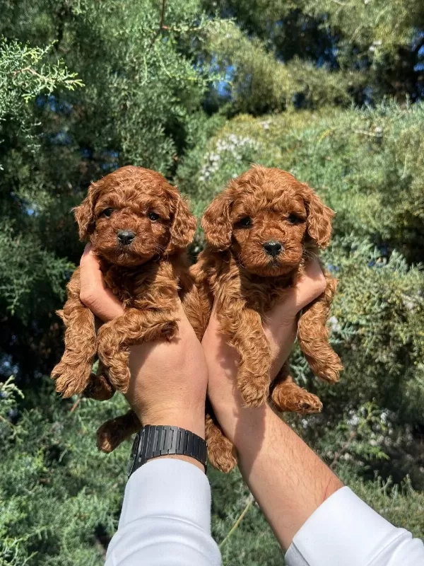 Ziyarete Açik Erkek Dişi Oyuncak Boy Poodle Bebekler