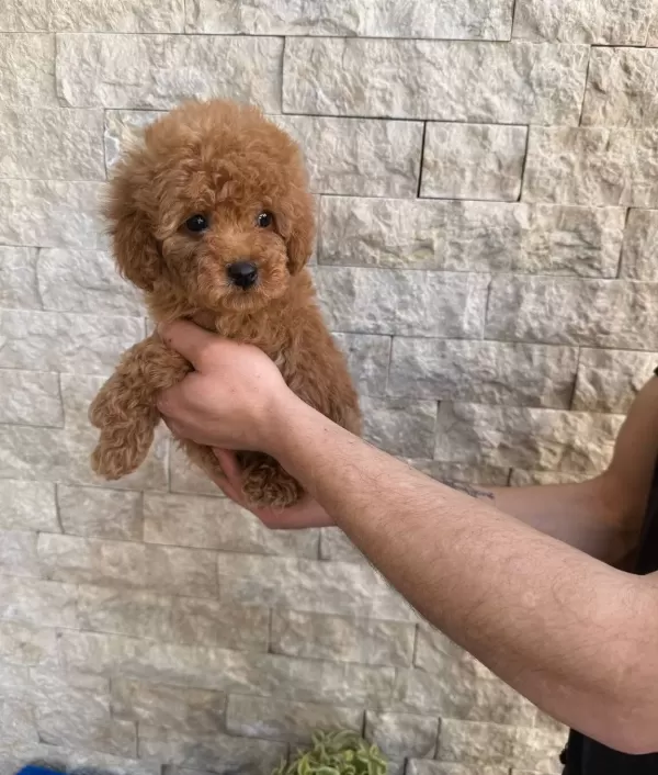 Türünün Nadirlerinden Toy Poodle Bebeklerim