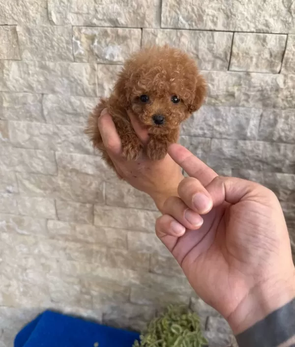 Türünün Nadirlerinden Toy Poodle Bebeklerim