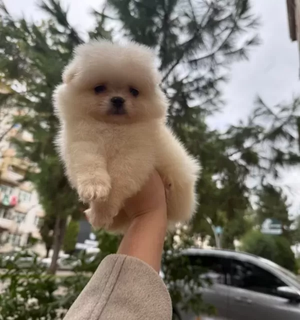 Muhteşem Pomeranianlarımız