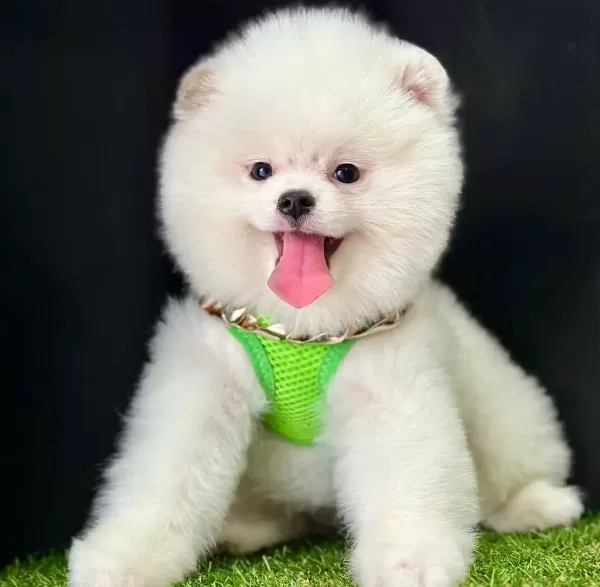 Pomeranian Boo Ayicik Surat Bebeklerimiz
