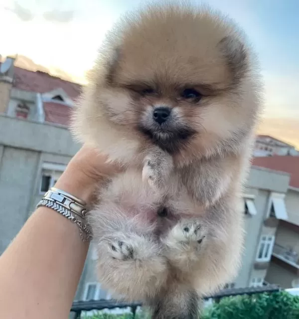 Orange Pomerian Boo