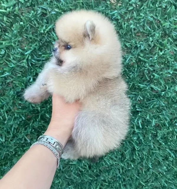 Orange Pomerian Boo