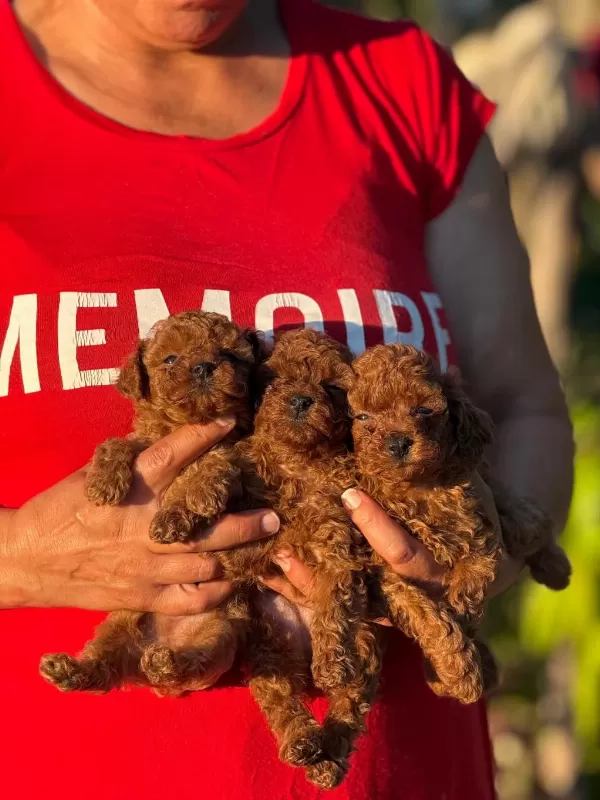 Aşili Çiş Eğitimli Büyümeyen Toy Poodle Bebekler
