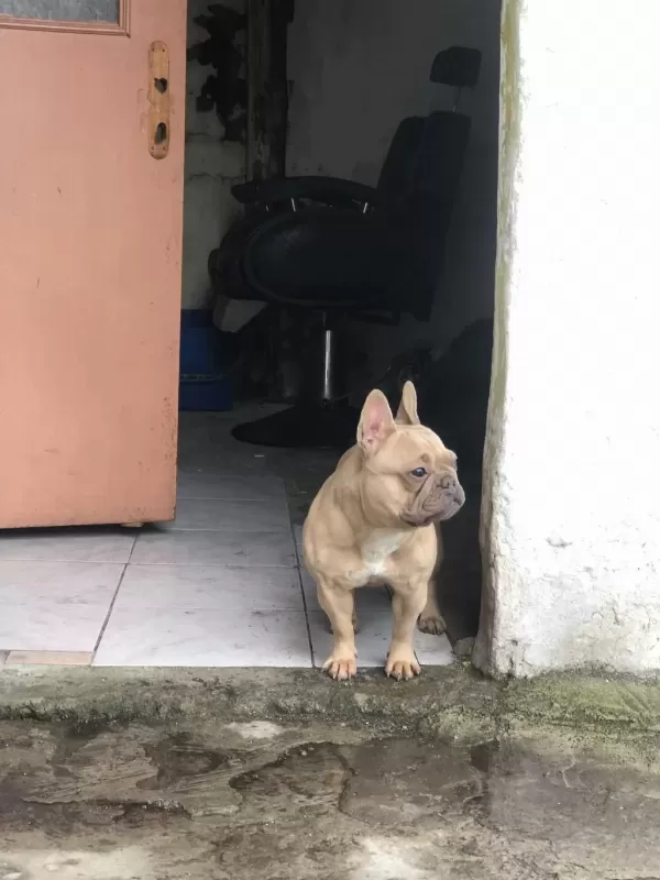 1 Yaşinda Fransiz Bulldog
