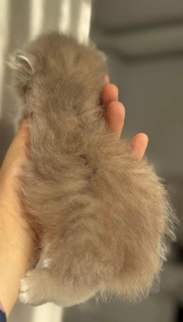 Ay11 Blue Golden Nadir Renk Mükemmel Kalite British Longhair