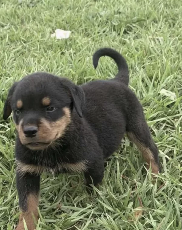 Rottweiler Safkan Köpeğimiz İçin Ulaşın