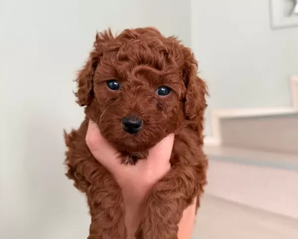 Red Brown Toy Poodle Yavrular