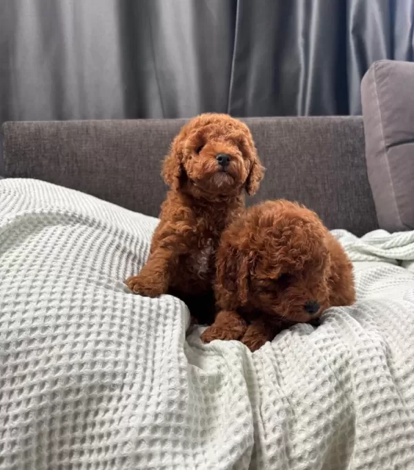 Mi Ni Boy Toy Poodle Bebekleri M
