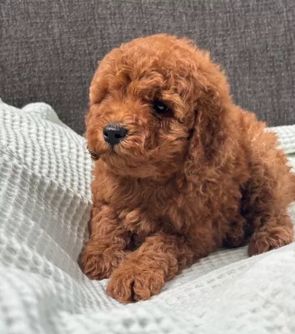 Numara Erkek Toy Poodle Yavrumuz
