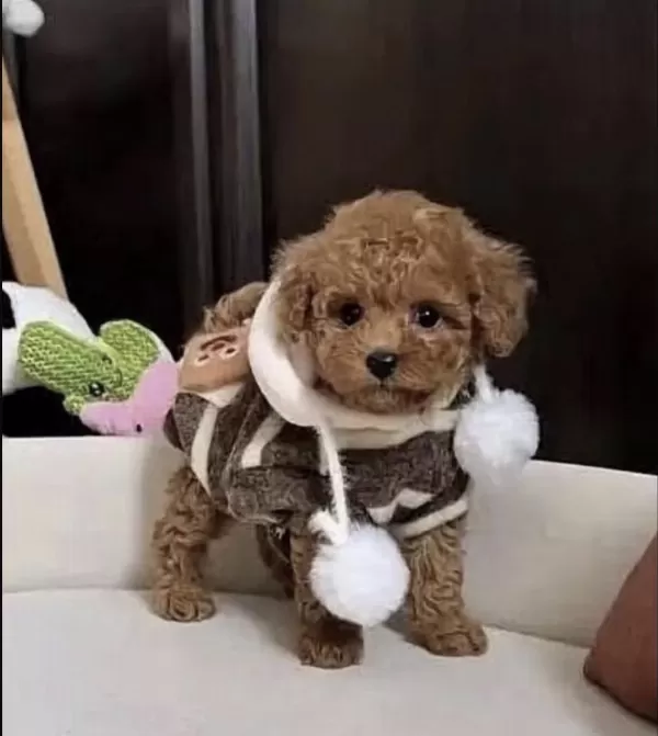 Sağlıklı Toy Poodle Yavrusu