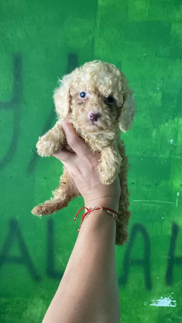 Toy Poodle Yavrularim Orijinal