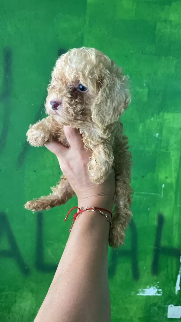 Toy Poodle Yavrularim Orijinal