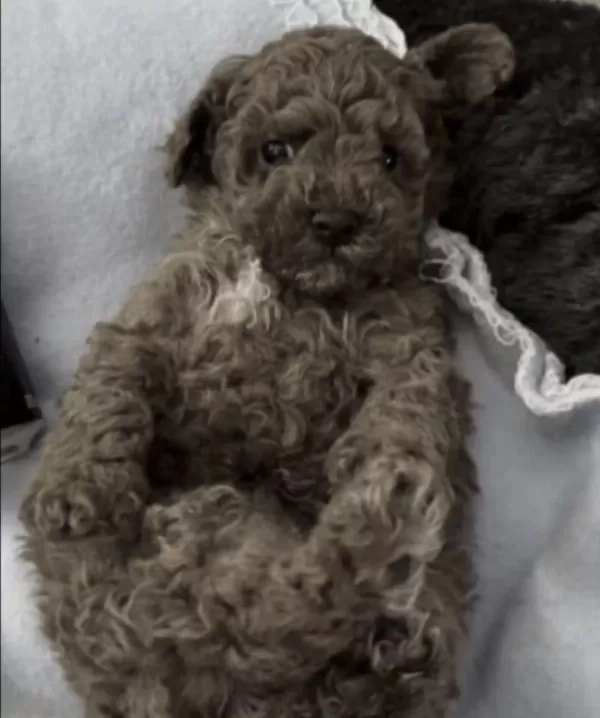 Harika Toy Poodle Köpeği