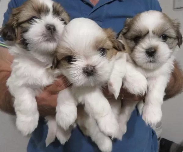 A Kalite Dişi Ve Erkek Shih Tzu Bebeklerimiz