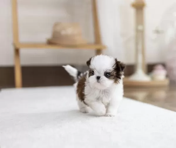 A Kalite Dişi Ve Erkek Shih Tzu Bebeklerimiz