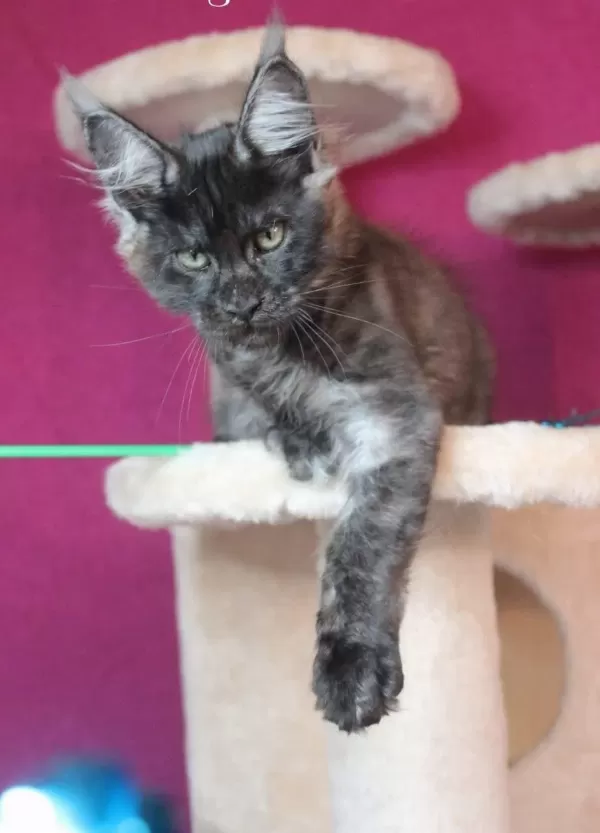 Safkan Ns Maine Coon Erkek Yavru