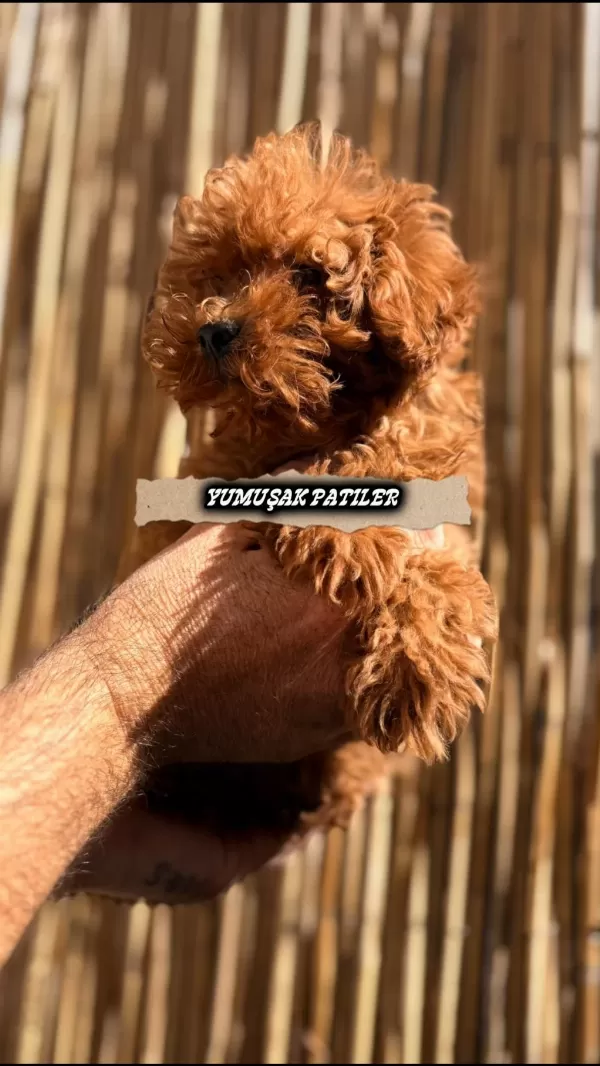 Sağlıklı Red Toy Poodle