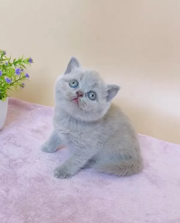 Masum Bebek Lilac British Shorthair