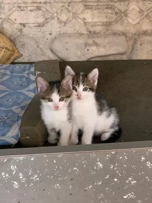 Sağlıklı 4 Yavru Kedimiz